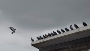 pigeons nesting