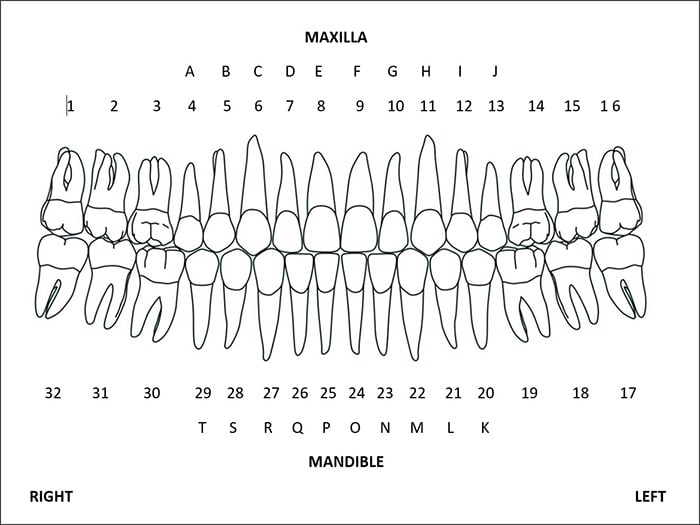 teeth numbering chart