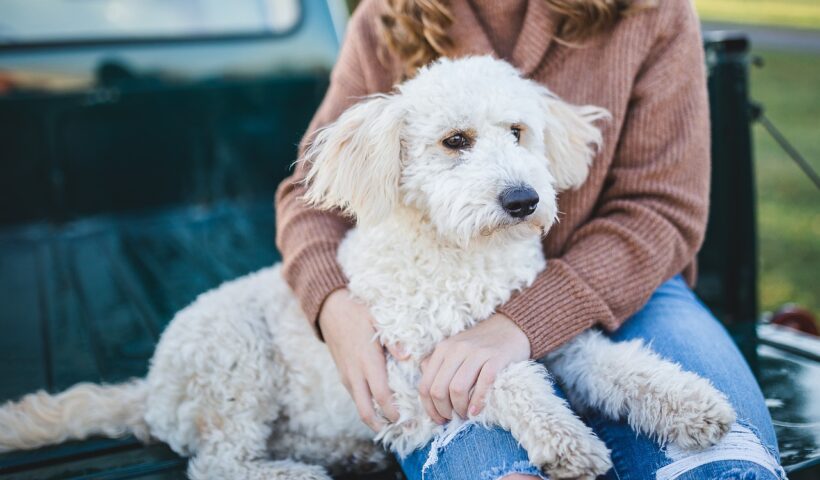 essential tips for first-time pet owners