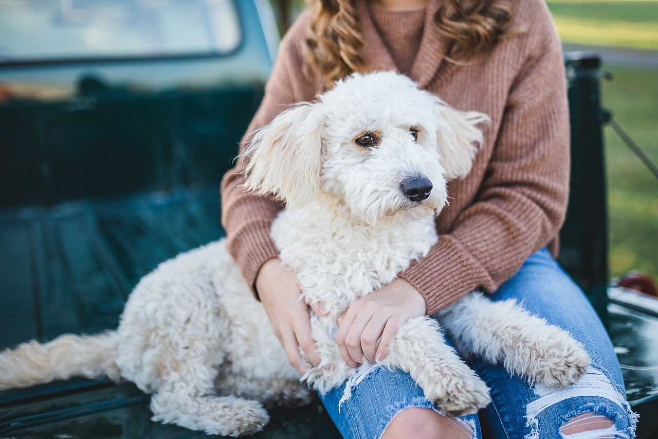 essential tips for first-time pet owners