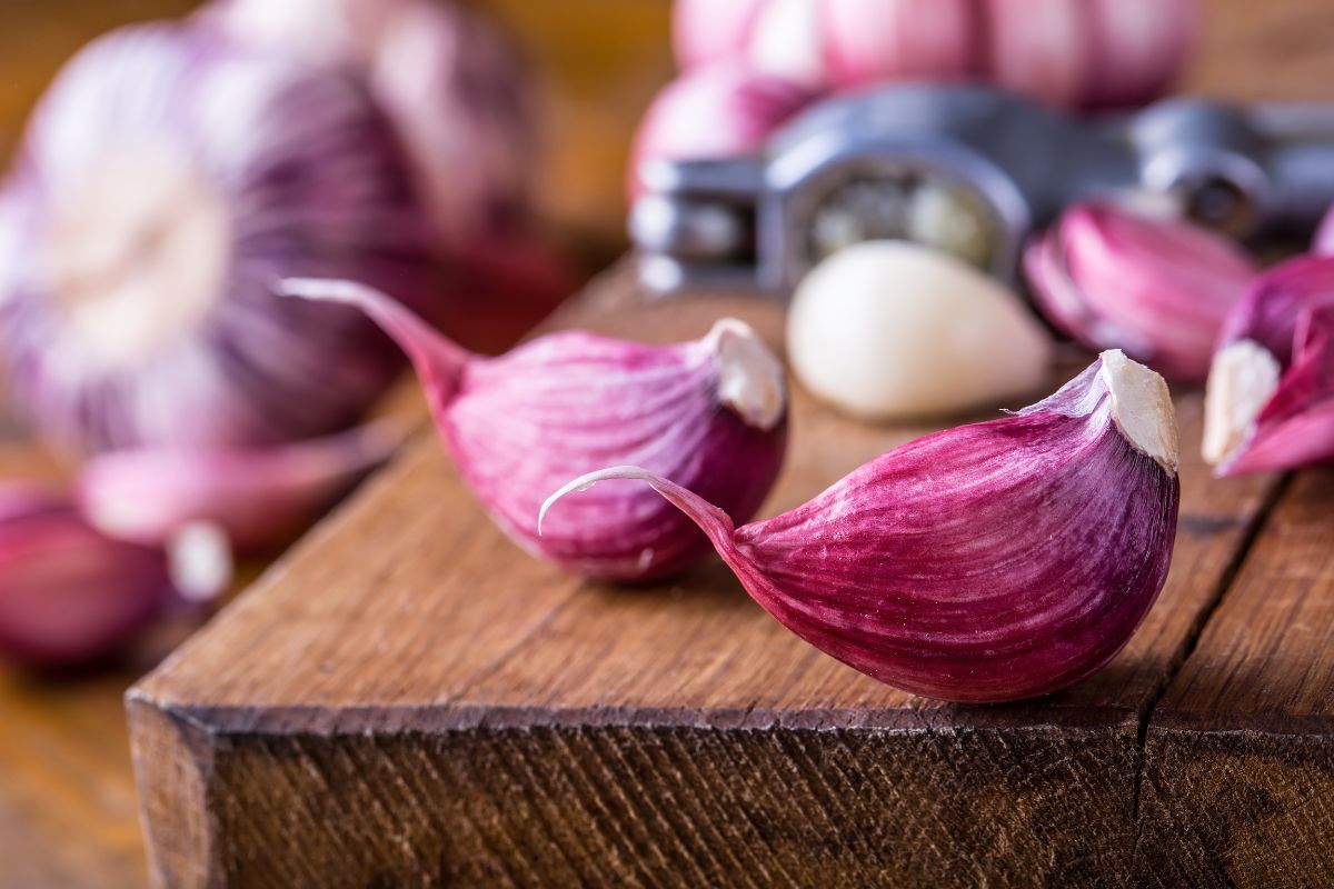 Purple Garlic