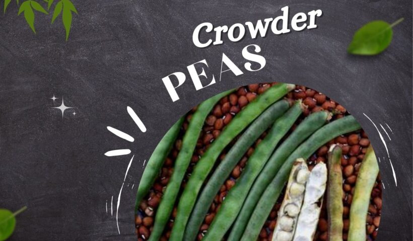 Crowder Peas