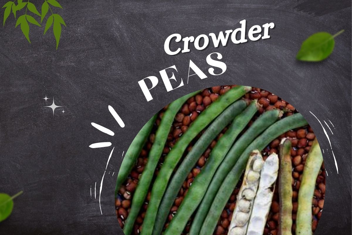 Crowder Peas