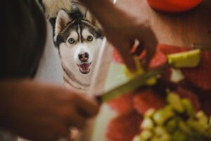 Vegetarian Dog Food